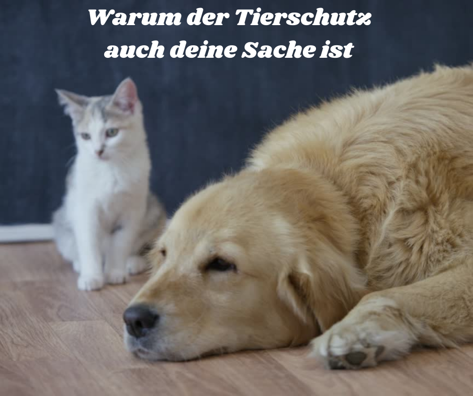 Warum der Tierschutz auch deine Sache ist